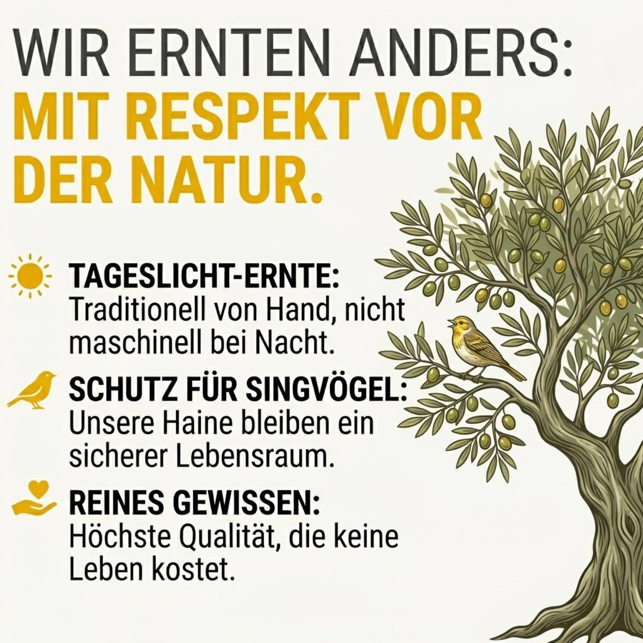 Extra Natives Premium Olivenöl aus den Abruzzen – 500 ml – kaltgepresst