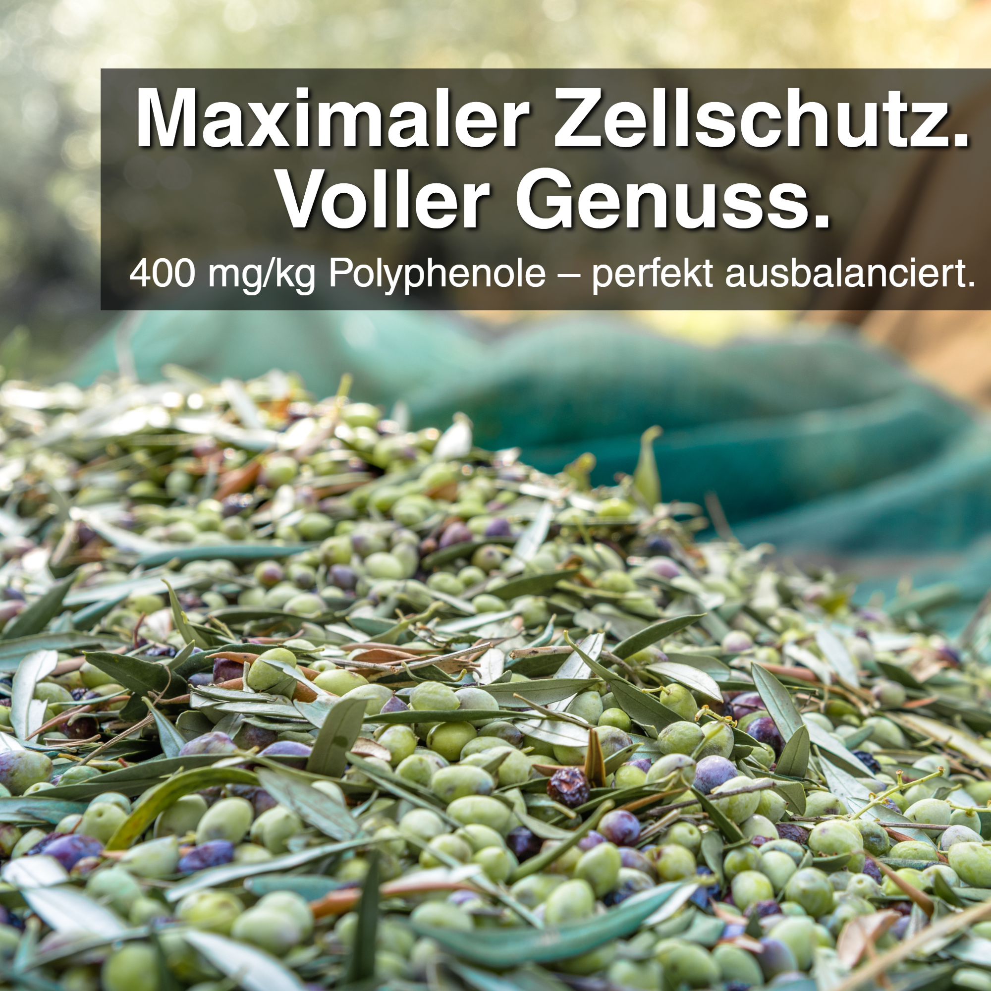 Extra Natives Premium Olivenöl aus den Abruzzen – 500 ml – kaltgepresst