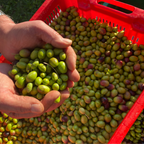 Extra Natives Olivenöl aus den Abruzzen – 1000 ml – kaltgepresst