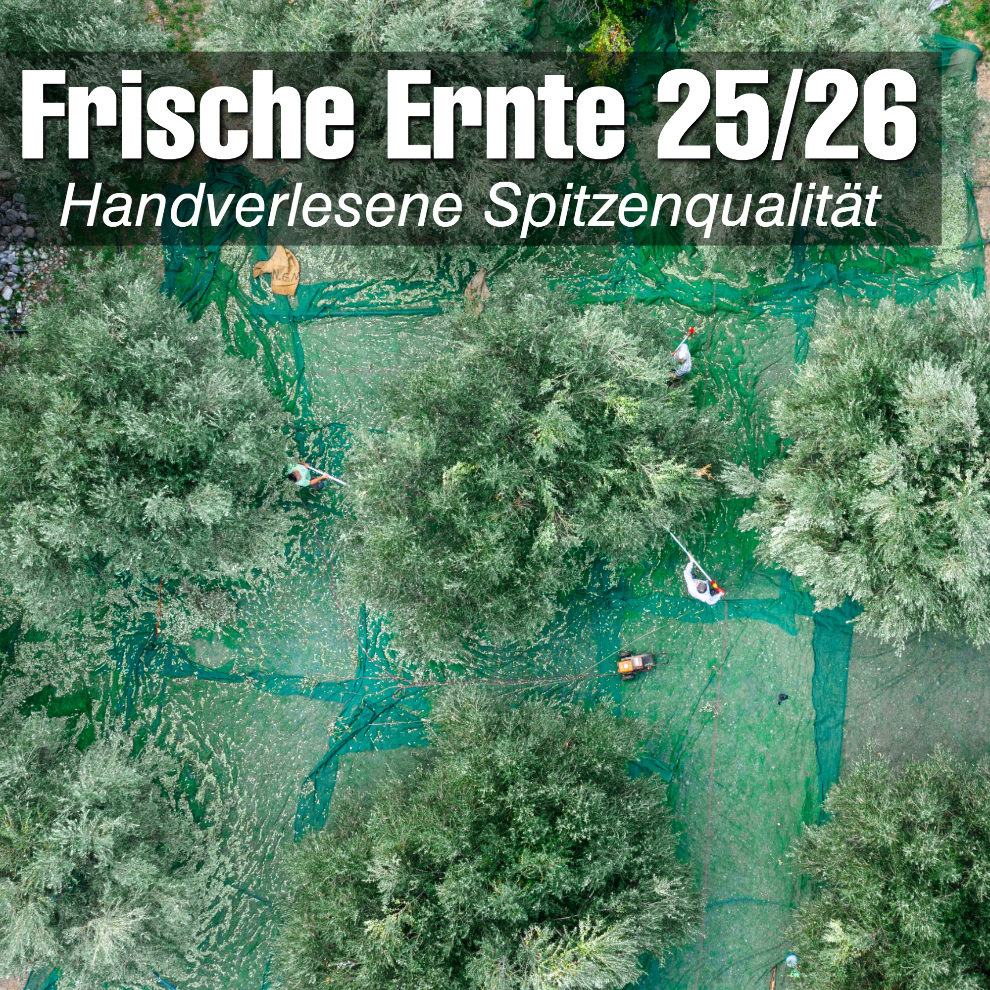 Extra Natives Olivenöl aus den Abruzzen – 250 ml – kaltgepresst